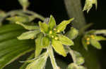 Green false hellebore